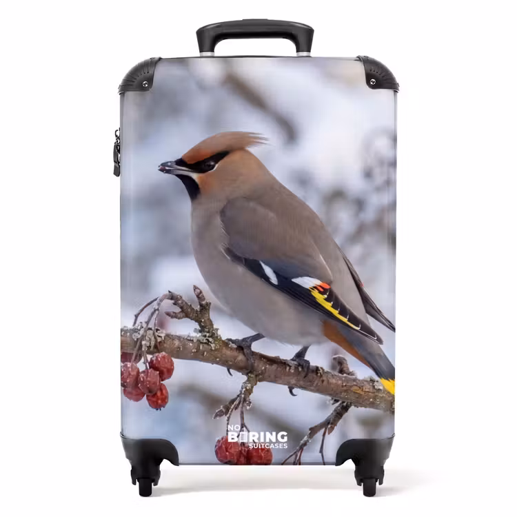 Valise - Pitire - Baies - Hiver - Nature — 1