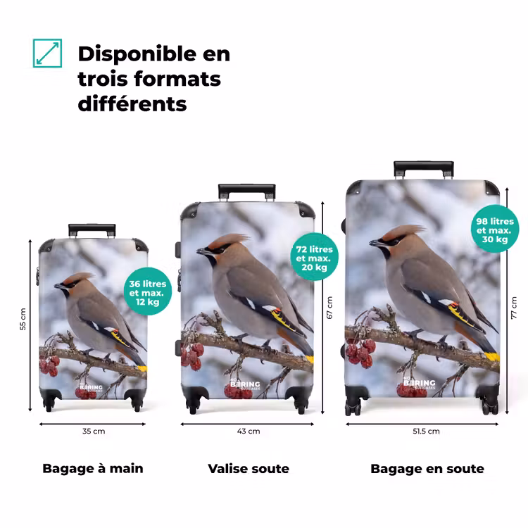 Valise - Pitire - Baies - Hiver - Nature — 3