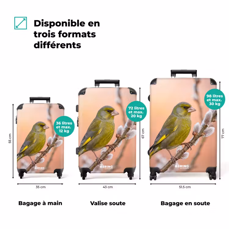 Valise - Vérnon - Chaton - Printemps - Nature - Doux — 3